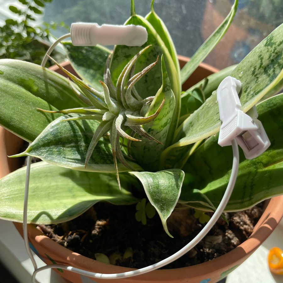 Two white PlantWave sensor clips attached to Seymour's leaves