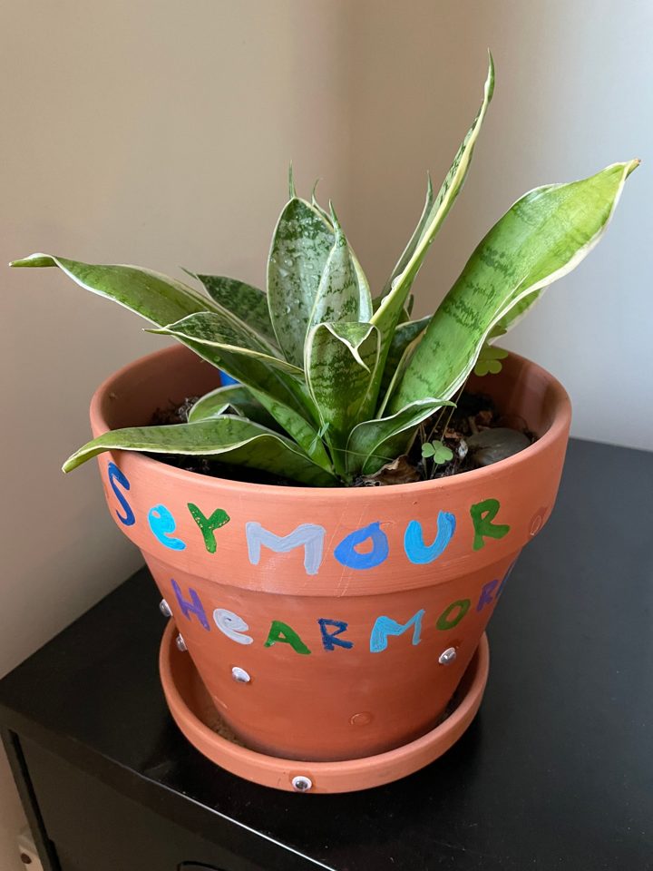 Photo of Seymour, a snake plant in a painted terracotta pot